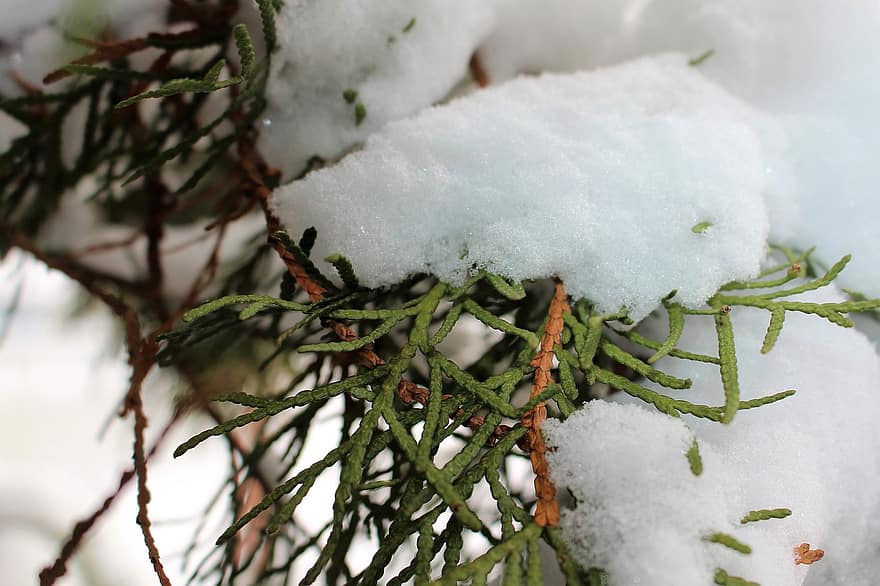 jehličnatý, jedle, stromy, rostlin, sníh, zimní, větev, sezóna, detail, strom, jehličnatého stromu