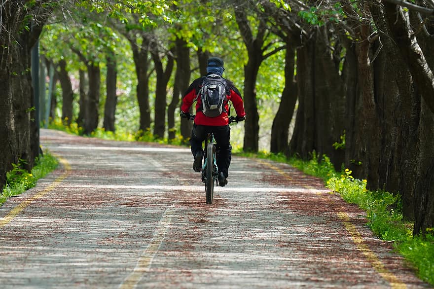 езда на велосипеде, проспект, деревья, лес, парк, Дорога, garosu-Gil, Республика Корея, Янджу, Южная Корея, люди