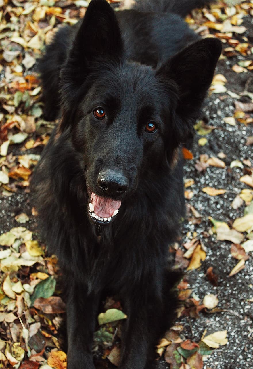 Dog, Pet, Animal, Black Dog, Domestic, Canine, Mammal, Cute, Fall, Autumn, Leaves