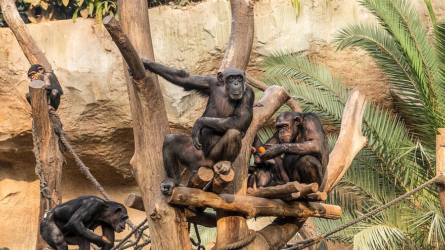 animales, mamíferos, chimpancé, humanoide, antropoide, evolución, Fotografía del zoológico, primate, mono, bosque tropical, animales en la naturaleza