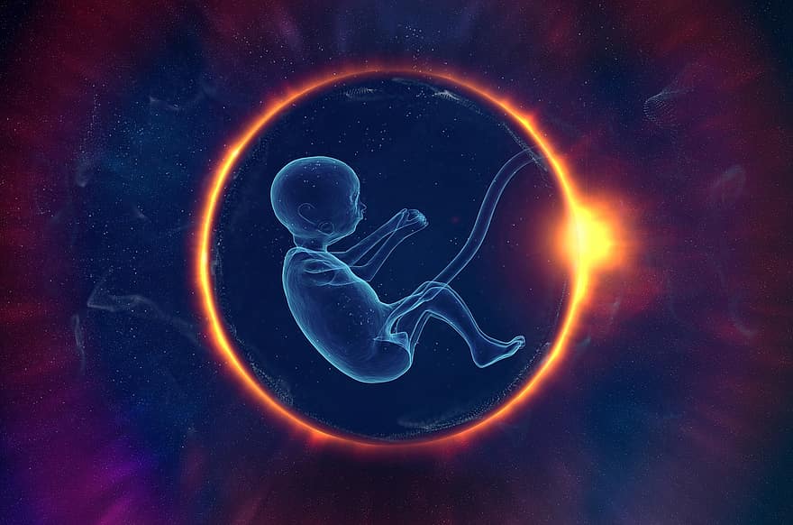 embrio, kehidupan, evolusi, ruang, sumber, manusia, Perkembangan Intrauterin, pengembangan, bayi, rahim, buah