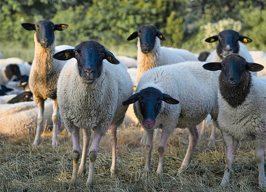 ovelha, ovelha de rhön, rebanho de ovelhas, as ovelhas, rural, herbívoros, mamífero