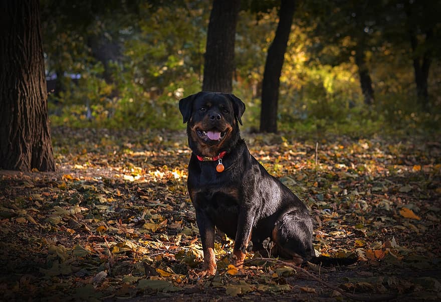 perro, Rottweiler, canino, mascota, otoño, bosque, mascotas, linda, perro de raza pura, perrito, animales domesticos