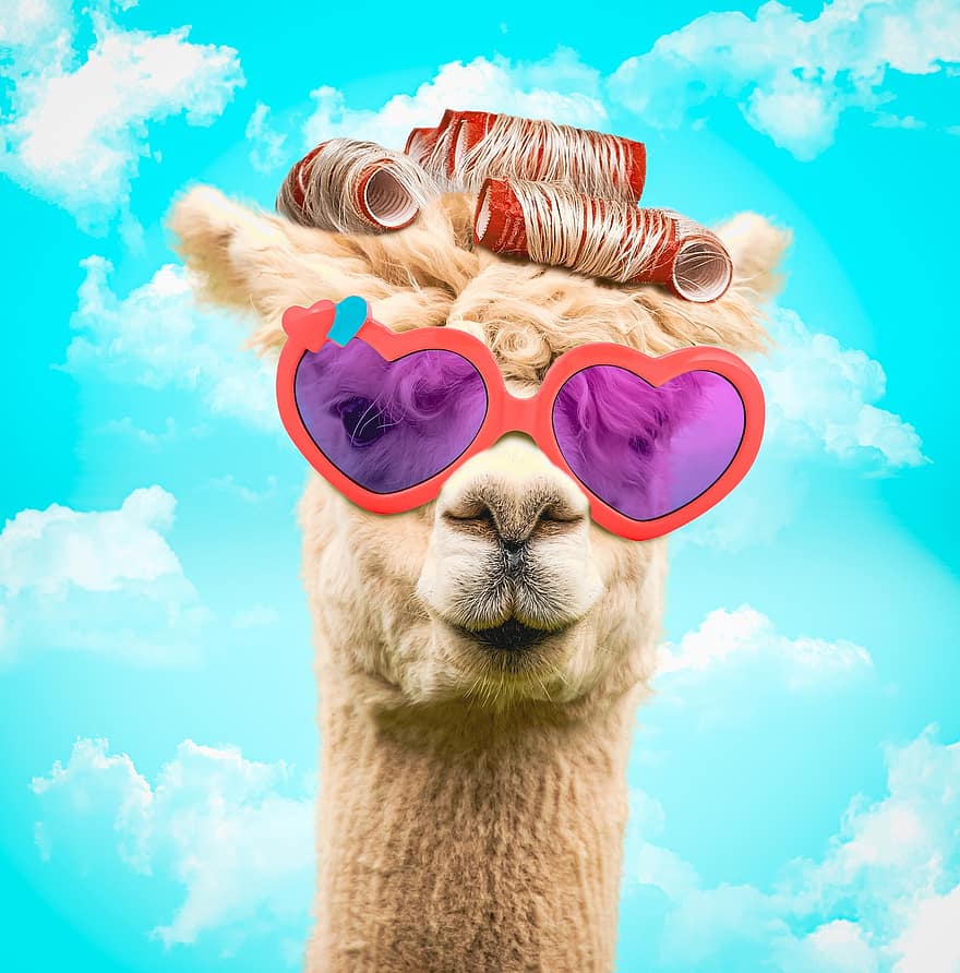 гуанако, очки, бигуди, альпака, животное, солнцезащитные очки, юмор, милый, веселье, домашние питомцы, летом