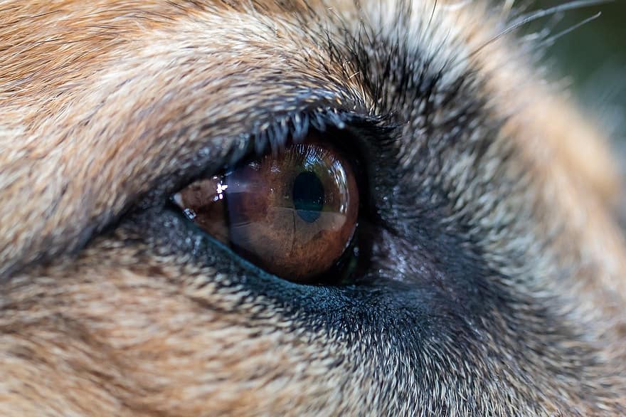 hund, öga, hund-, ögonfransar, päls, djur-, däggdjur, Schäfer, ras, sällskapsdjur, närbild