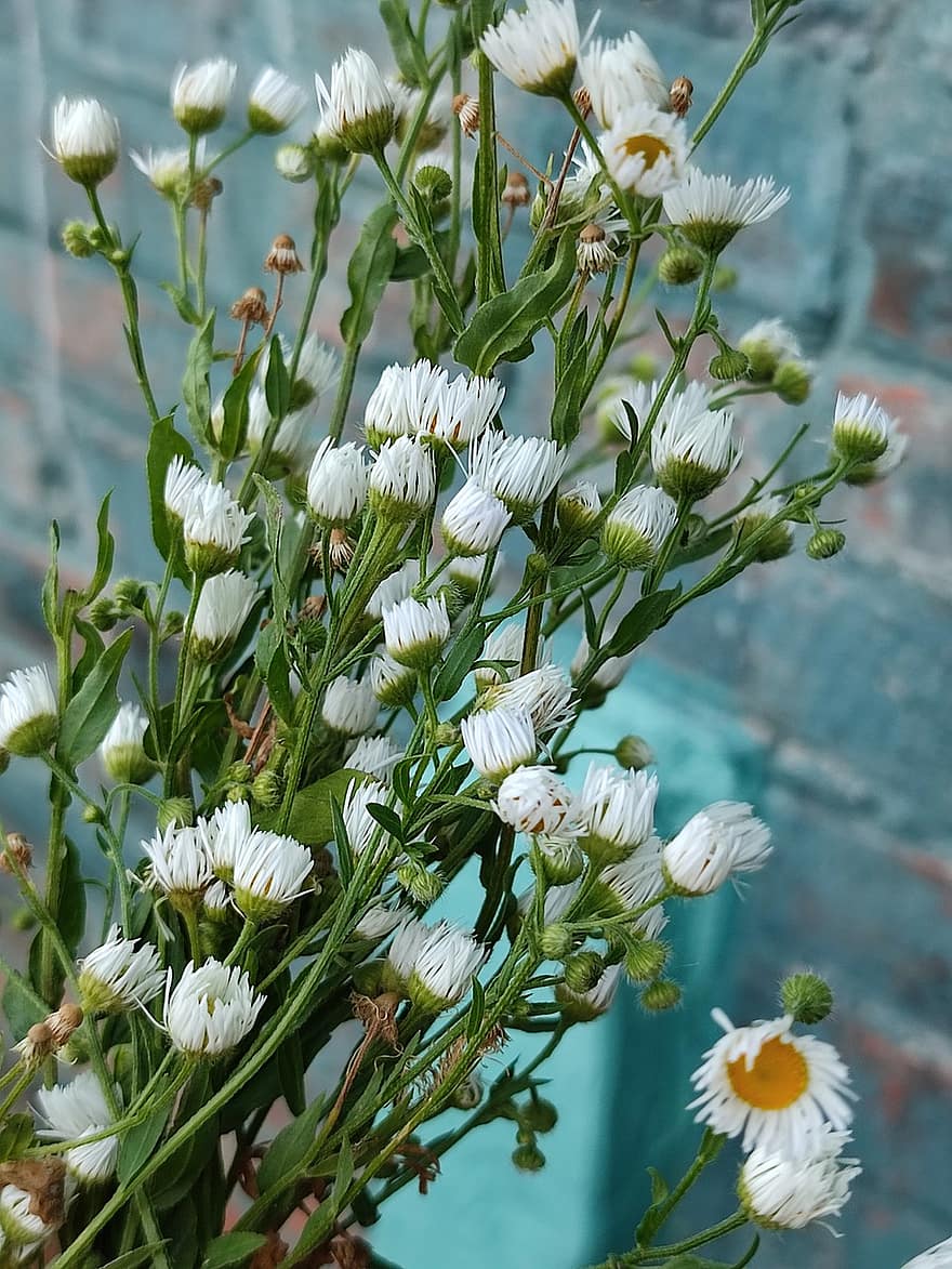 Flowers, Chamomile, Botany, Growth, Bloom, Blossom