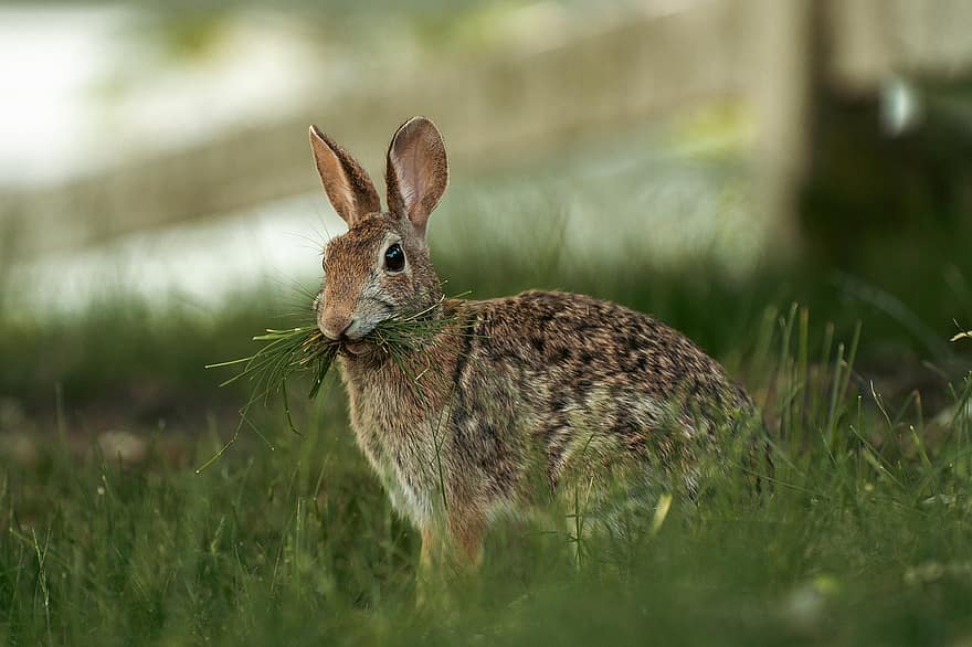 coniglio di silvilago, coniglio, coniglietto, lepre, animale, natura, erba, carina, animali domestici, animali allo stato selvatico, piccolo