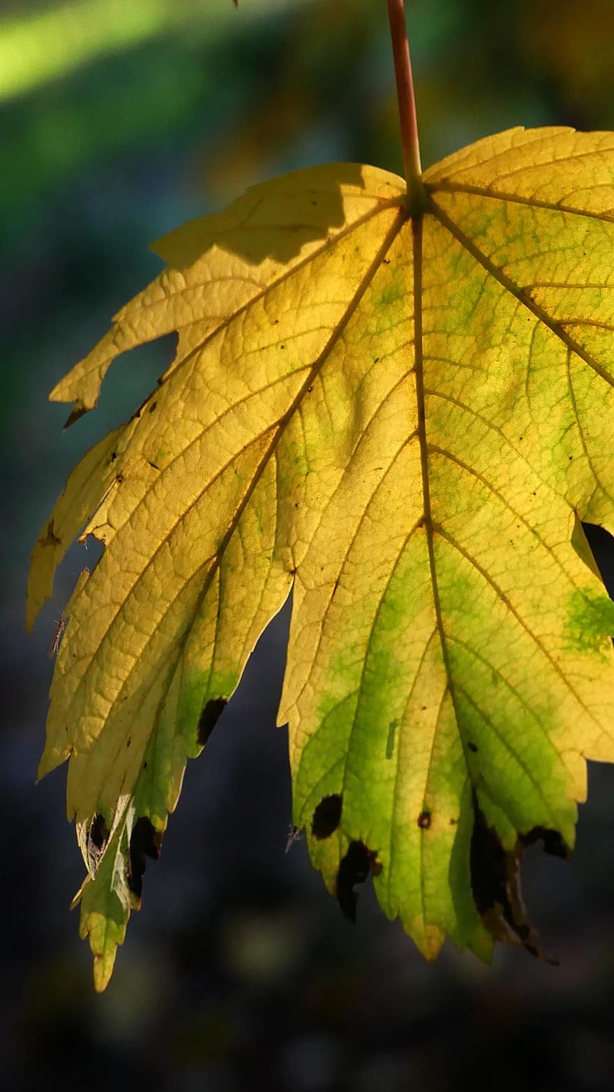 blad, Bos, vallen, licht, herfst, geel, seizoen, boom, detailopname, levendige kleuren, achtergronden