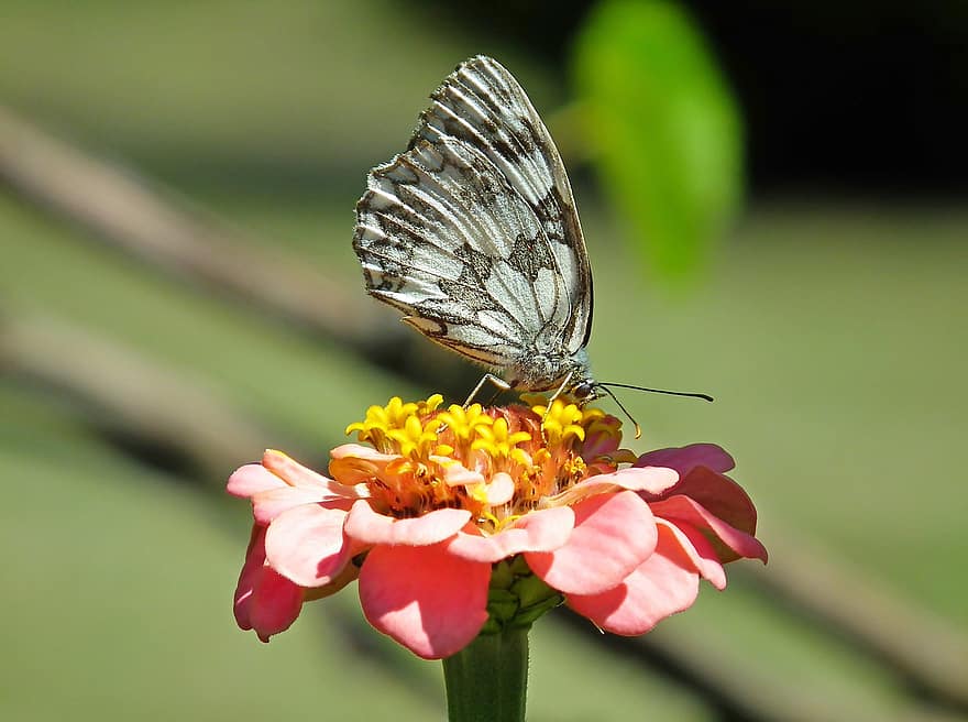 sommerfugl, insekt, blomst, pollen, bestøve, bestøvning, vinger, sommerfugl vinger, winged insekt, lepidoptera, entomologi