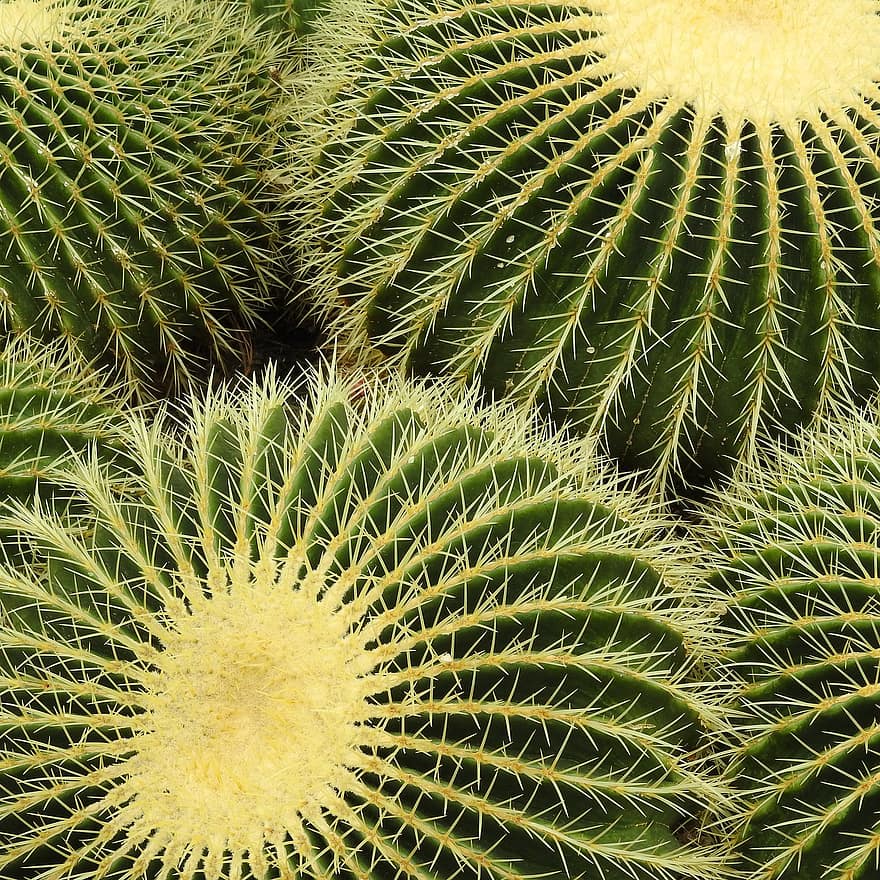 cactus, cactus de canó, suculent, verd, echinocactus, cactus rodó, planta d'interior, plantes