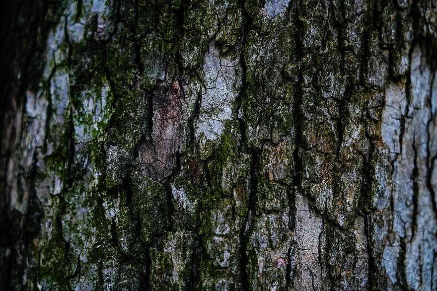 Tree, Tree Bark, Nature, forest, backgrounds, close-up, plant, pattern, tree trunk, old, wood