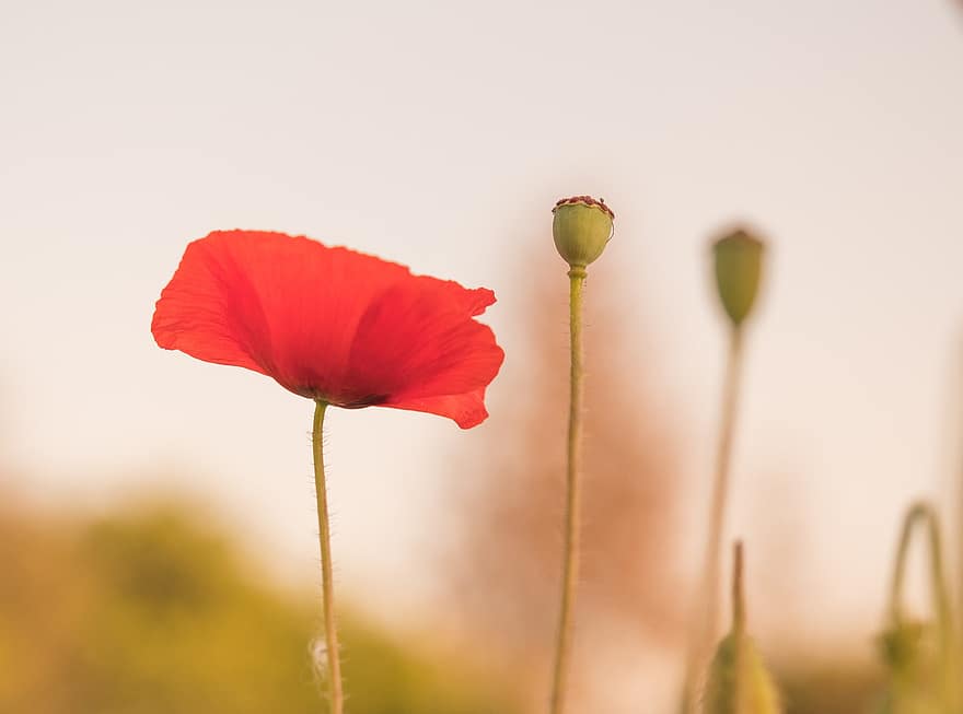 Flower, Poppy, Bloom, Blossom, Botany, Growth, Field, Outdoors, Nature