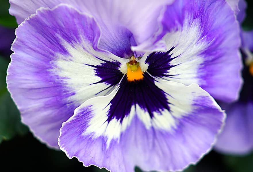 viooltje, bloem, bloemblaadjes, paarse bloem, bloeien, Violaceae, fabriek, de lente, weide, flora, natuur