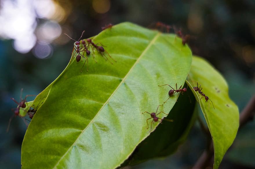 listy, mravenci, hmyz, rostlina, strom, Rambutan listy, zblízka, flóra