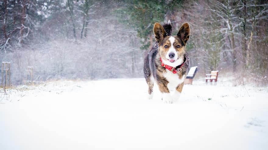hund, corgi, canine, snø, moro, løp, kjæledyr, dyr, dachshund, husdyr, søt