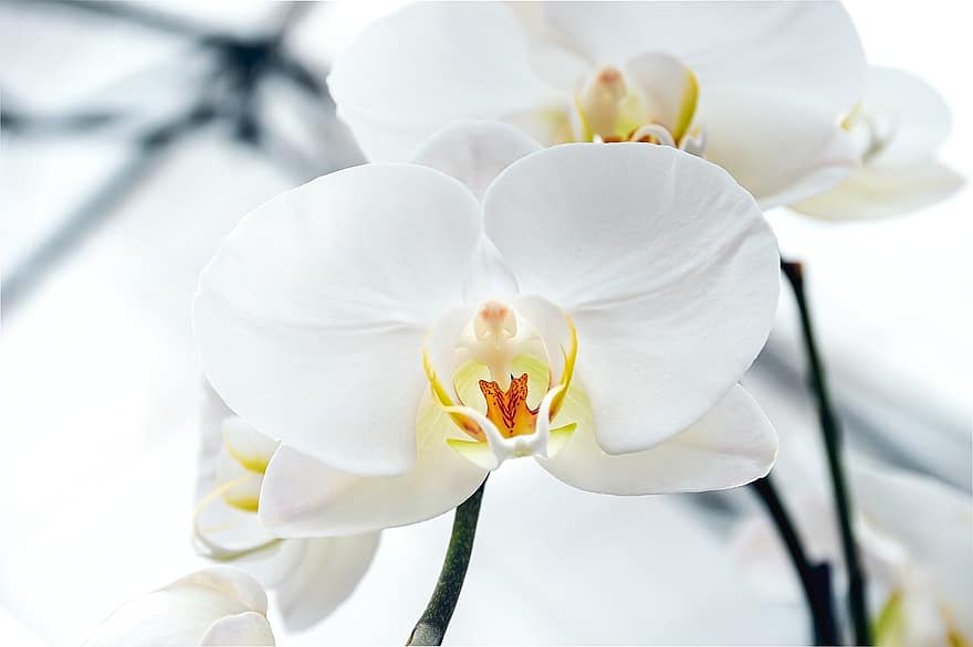 orkidé, kronblade, hvid blomst, Blid botanik, Orkide tapet, eksotisk blomst, delikat blomst, hvid tapet, forår fremad, blomstrende plante, prydplante