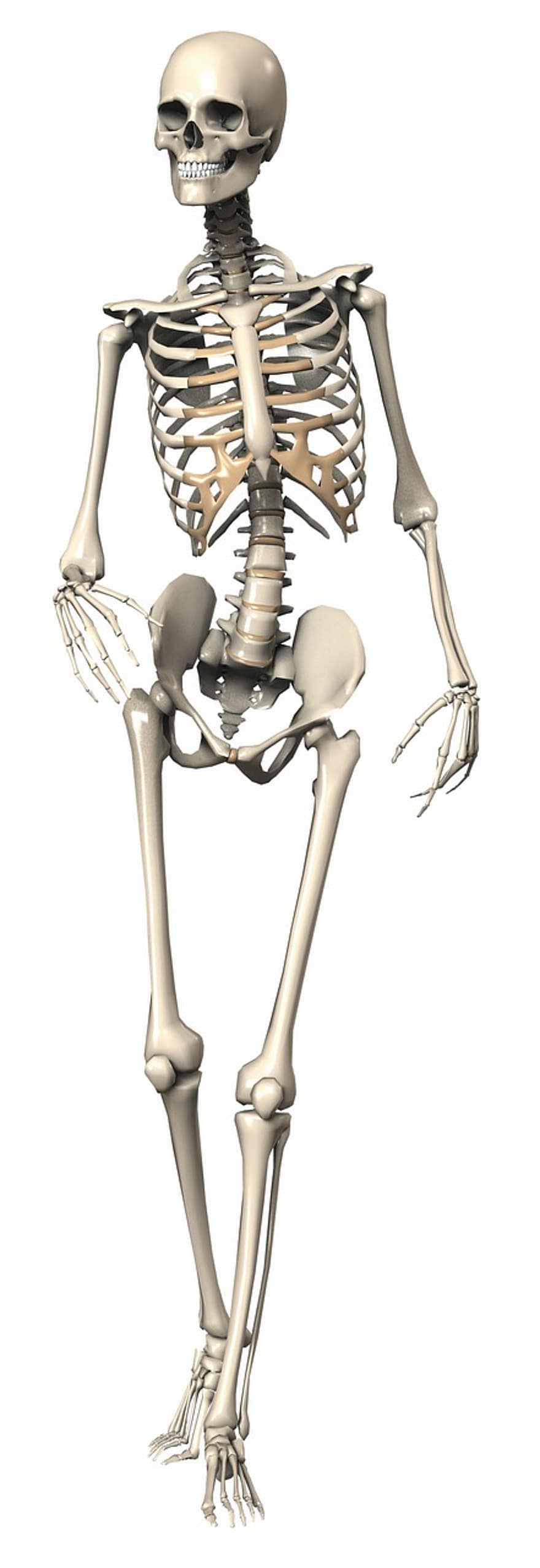 esqueleto, fêmea, endosqueleto, Esqueleto interno, osso, Estrutura de cozinha, arte digital, 3d, pose, posando, Visualização 3D