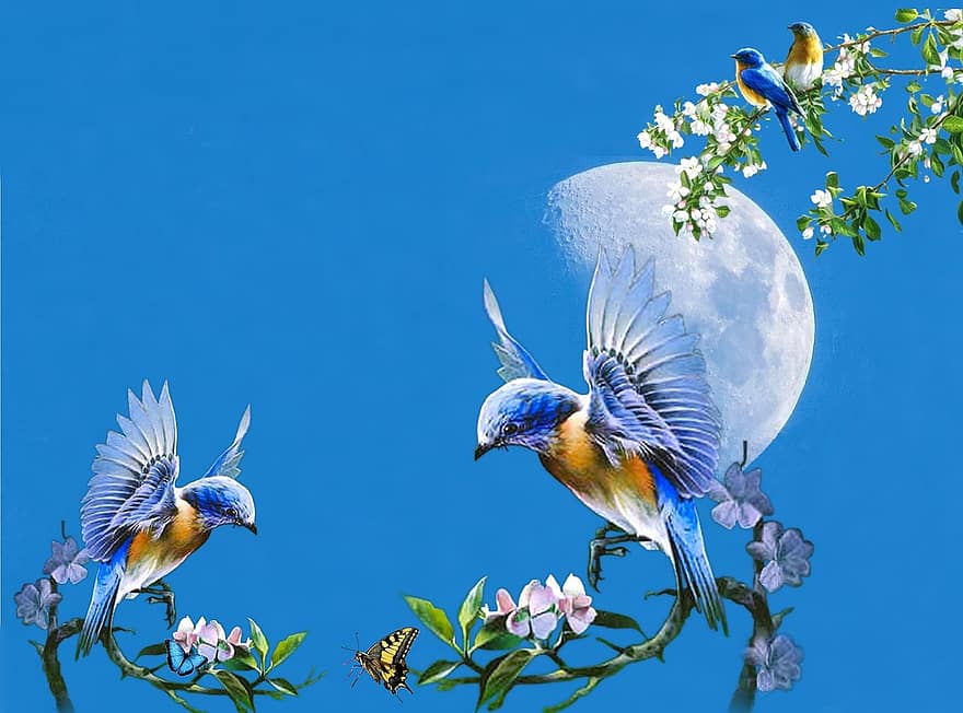 Колибри, колибри, луна, птици, небе, синьо небе, син, ден, цветя, цвете