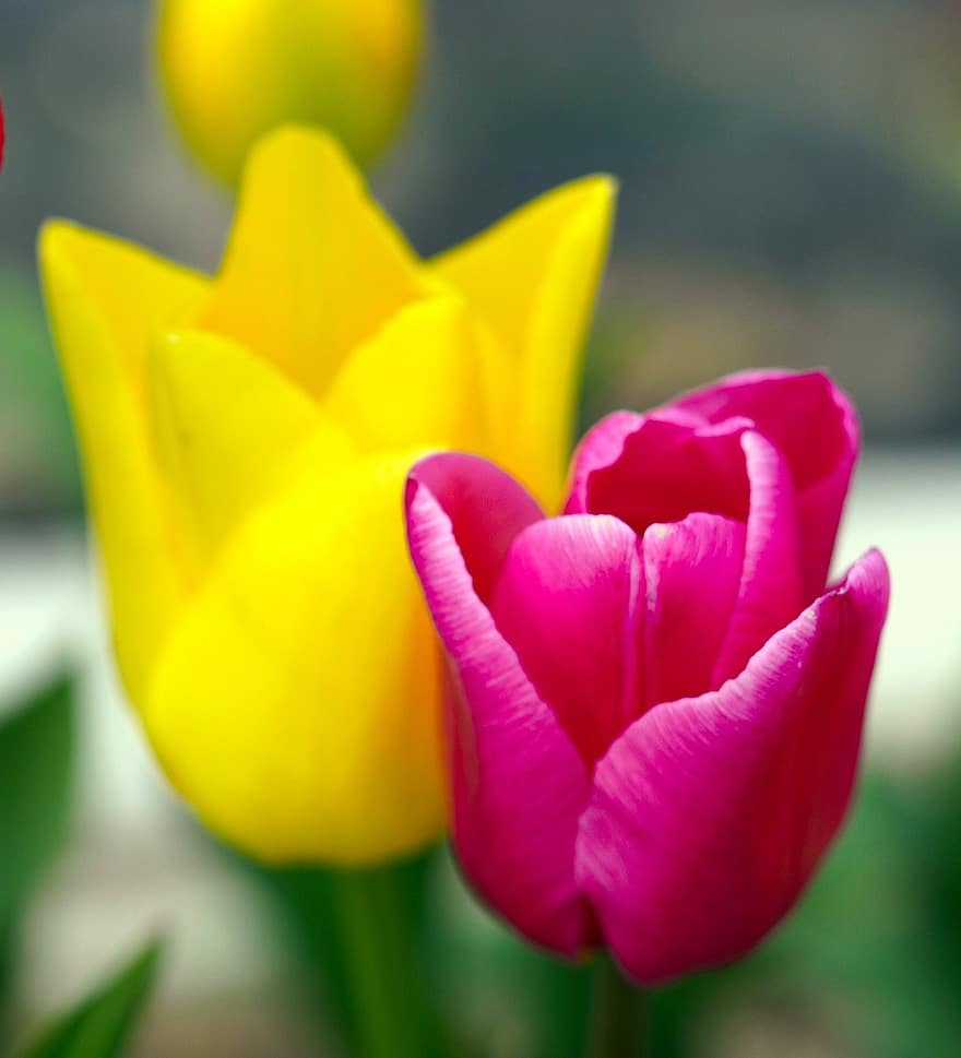 tulip, bunga-bunga, tanaman, bunga kuning, bunga merah muda, kelopak, berkembang, mekar, musim semi, flora, alam