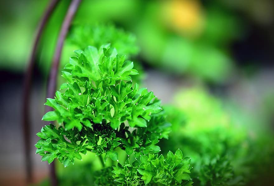 julivert, verd, herbes culinàries, herbes, saludable, menjar, espècia, planta, hossein, padmanabha, peterchen