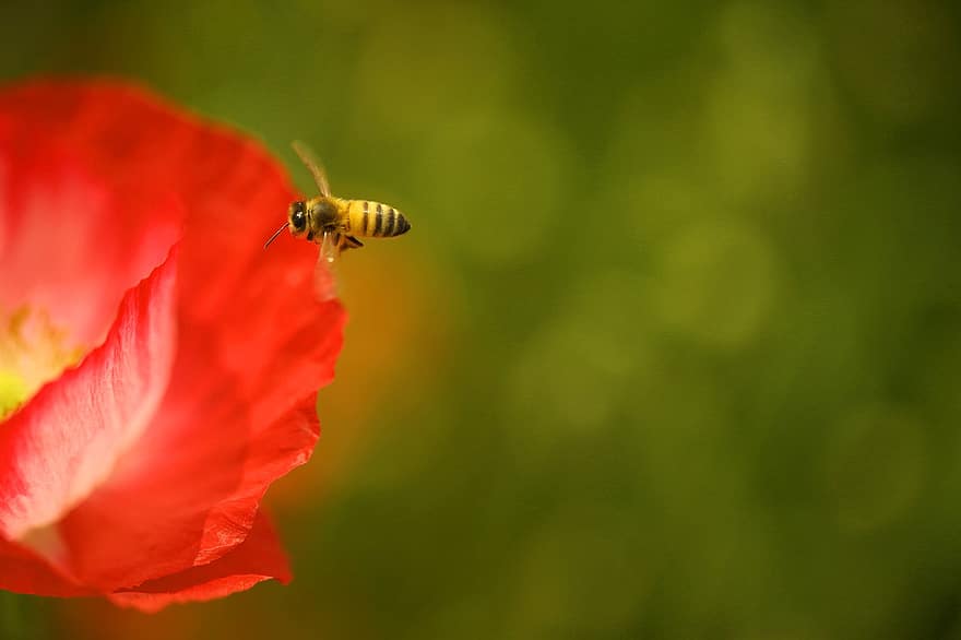 खसखस के फूलों के लिए, मधुमक्खी, सहज रूप से