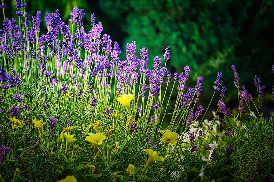 lavendel, bloemenweide, provence, Purper, paars, kruiden, tuin-, Lavendula, geur, bloemen, geurende plant