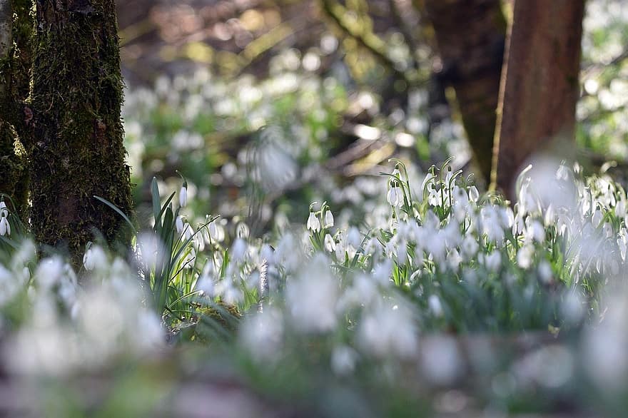 Flowers, Snowdrops, Nature, Forest, White, Spring, Travel, Exploration, Outdoors, Bloom, plant