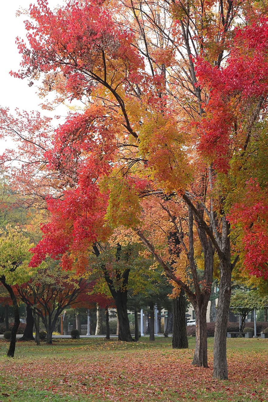 есен, дървета, парк, природа, падане, есенния сезон, листо, дърво, сезон, жълт, многоцветни