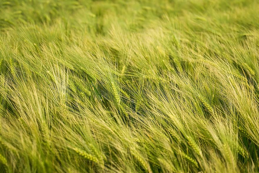grain, surgir, blé, récolte, aliments, herbe, Prairie, été, arrière-plans, plante, agriculture