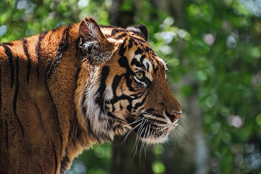 Tygrys, opalony, głowa, profil, zwierzę, dziki, koci, kot, dziki kot, dzikie zwierze, dzikiej przyrody