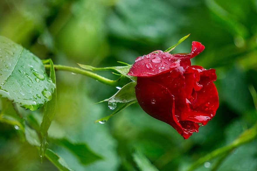 Rose, rød, blomst, vanddråber, regndråber, våd, rød rose, rød blomst, røde kronblade, rosenblade, kronblade