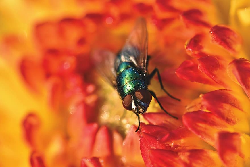 terbang, serangga, sayap, ilmu serangga, serangga terbang, hewan, bunga, mekar, berkembang, fotografi makro