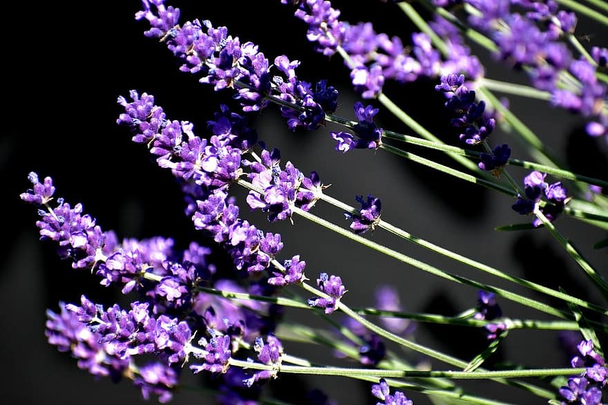 trädgård, provence, Sol, blommor, epi, parfym, Färg, violett, lavendel-