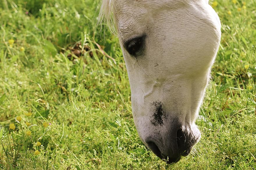 Horse, Horse Head, Mould, Pasture, White Horse, Horse Snout