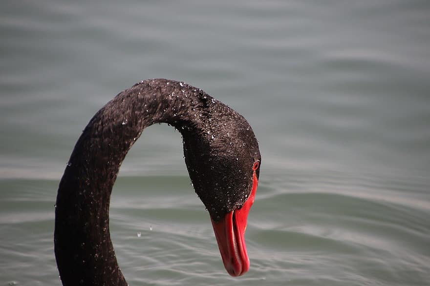 bird, black swan, ornithology