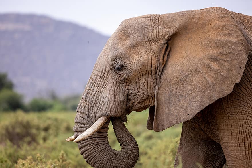 слон, животно, бозайник, природа, африка, дивата природа, африкански, слонова кост, багажник, див, тежък