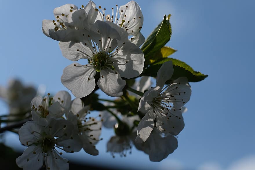 白い花、桜、モレロ桜、花びら、おしべ、花、木、春