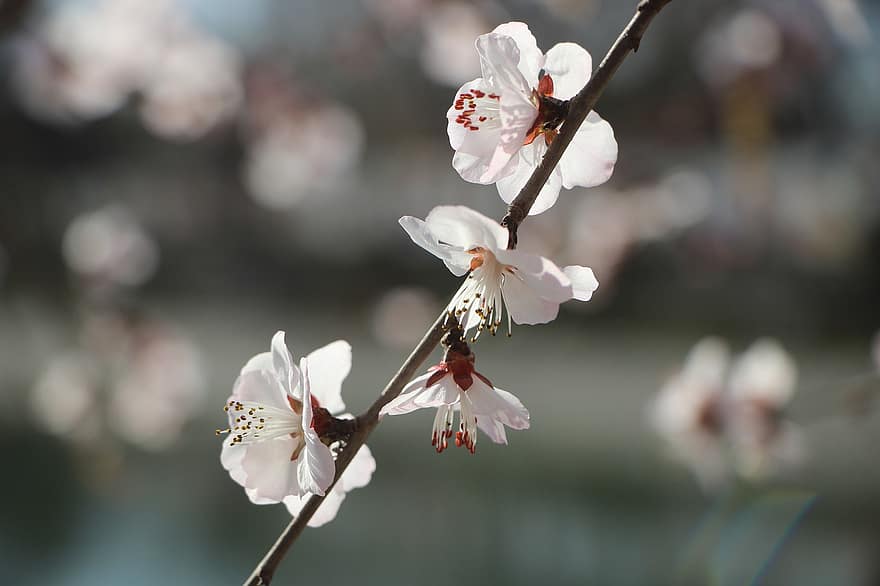 flores, sakura, flores de cerejeira, árvore, ramo, pétalas, Primavera, Flor