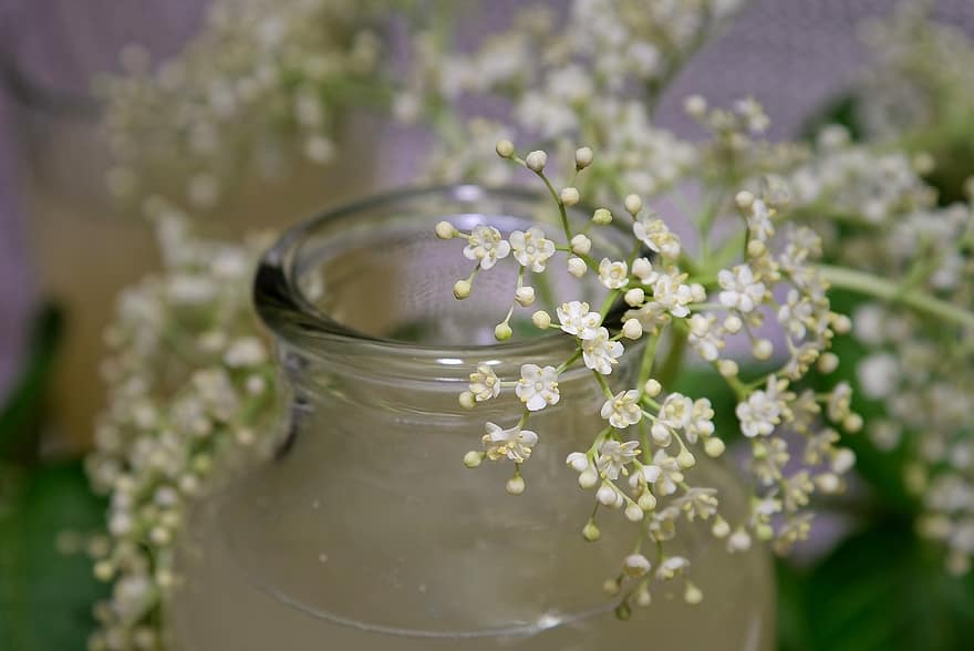 Fiore di sambuco, Cordiale ai fiori di sambuco, bicchiere, vaso, disintossicazione, Socata, bere, bevanda, fiori