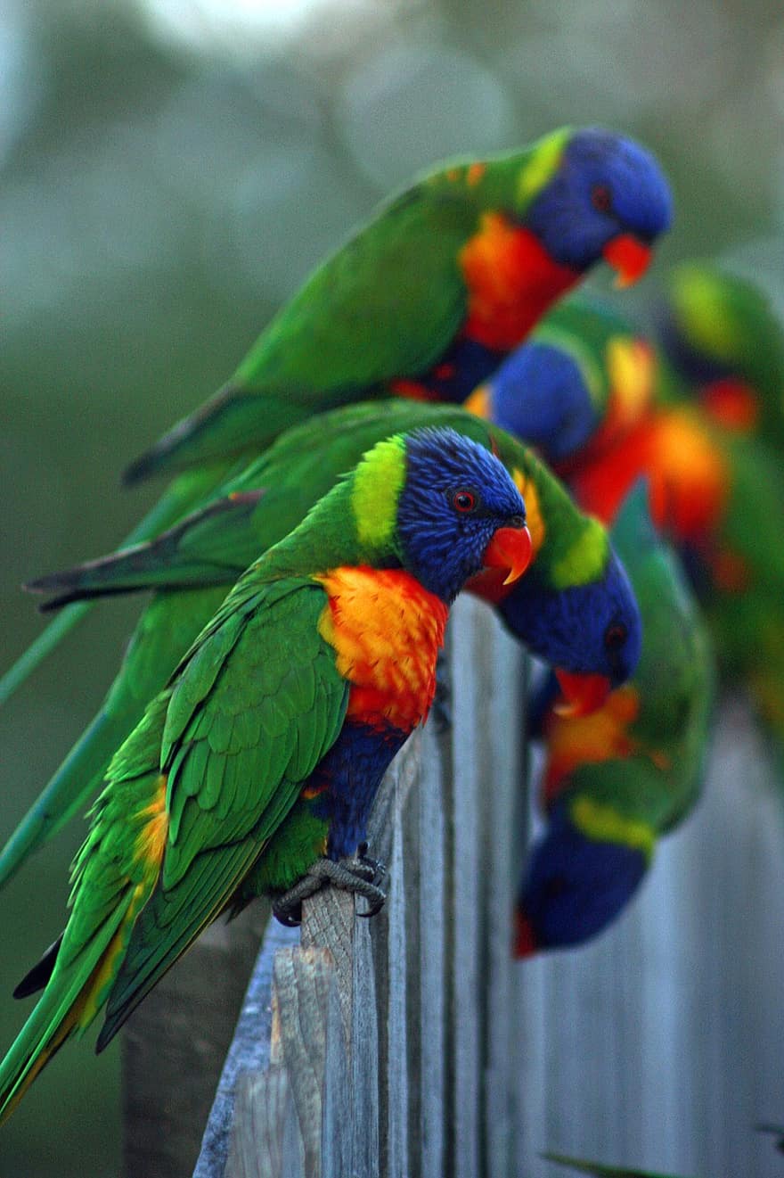 fugl, papegøje, farverig, dyr, vild, fjerdragt
