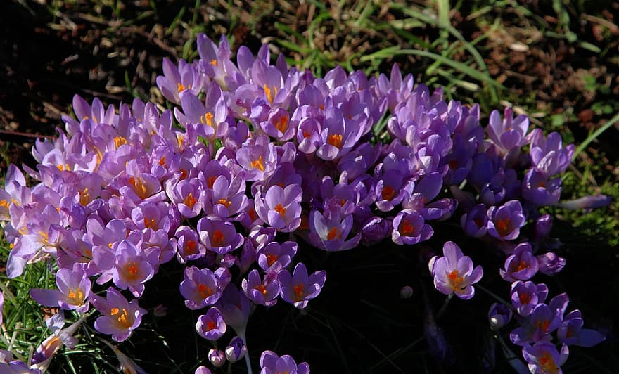 クロッカス、フラワーズ、紫色の花、花びら、紫色の花びら、咲く、花、フローラ、春の花、植物、工場