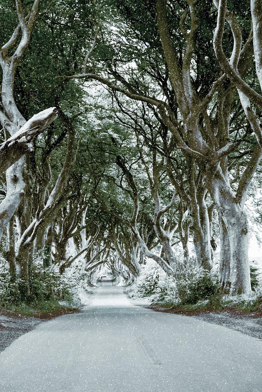Írország, a sötét sövények, bükkfa, fák, téli, hó, régi, sugárút, természet, sikátor, tájkép