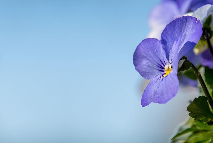 violett blomst, lilla blomst, blomst, natur, botanikk, flora, blomst bakgrunn, kopiere plass, anlegg, nærbilde, blå