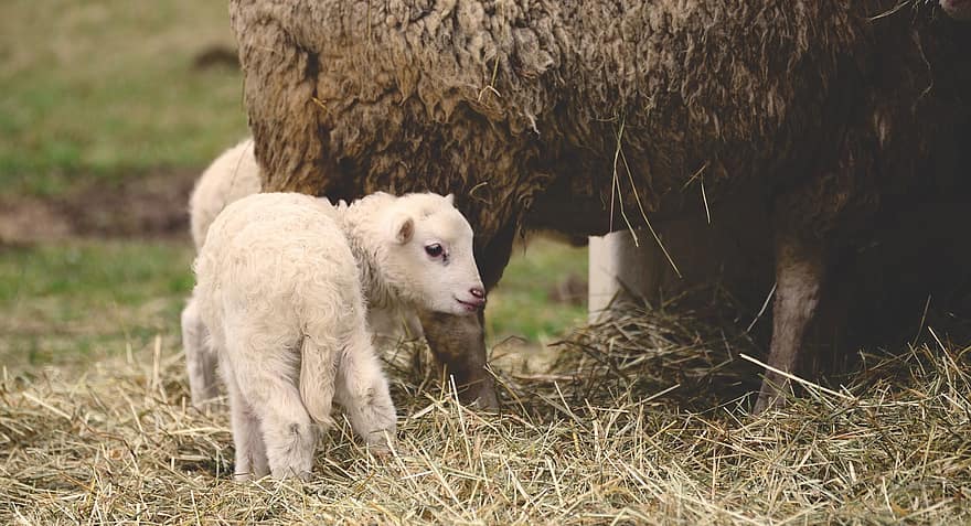 Schaf, Lamm, Tiere, Vieh, Baby Schaf, Säugetiere, Heu, Hof, Bauernhof, Landwirtschaft, ländliche Szene