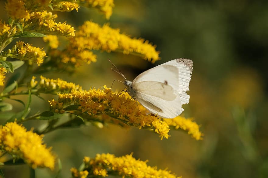 papillon blanc de chou, papillon, fleurs, Verges d'or, ailes, insecte, pollinisation, fleurs jaunes, fleur sauvage, plante, la nature