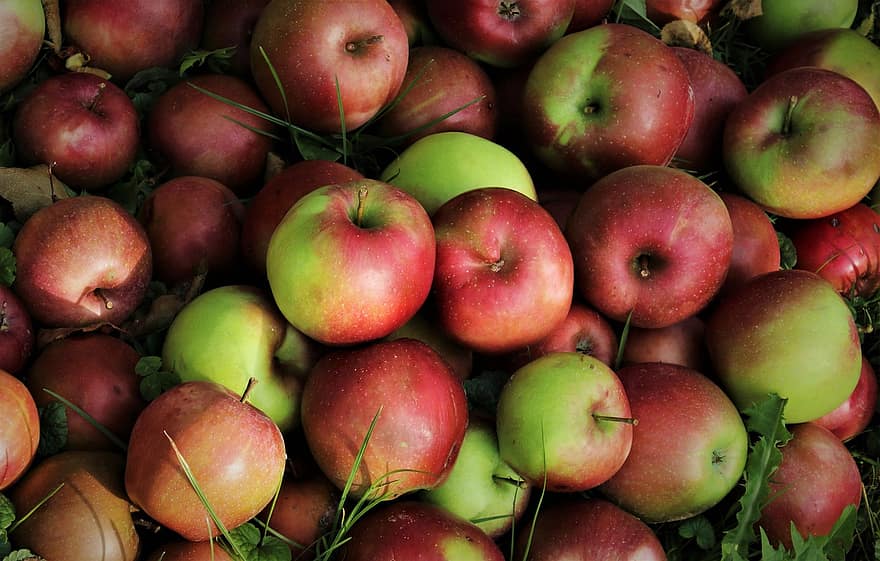 manzanas, frutas, Fresco, cosecha, Produce, orgánico, manzanas maduras, huerto de manzanas, huerta, maduro, manzanas frescas