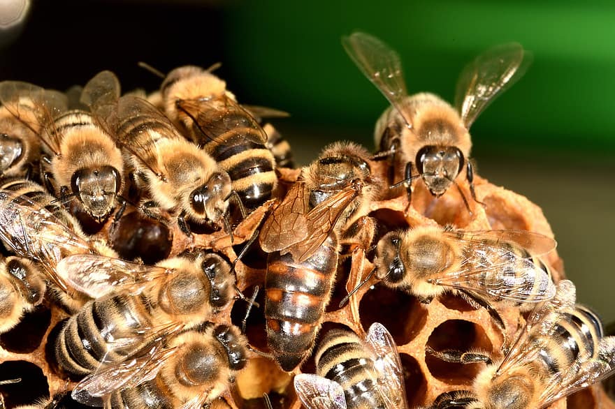 abelhas, apicultura, inseto, asas, pente de mel, querida, abelha, animal, rainha, carnica, natureza
