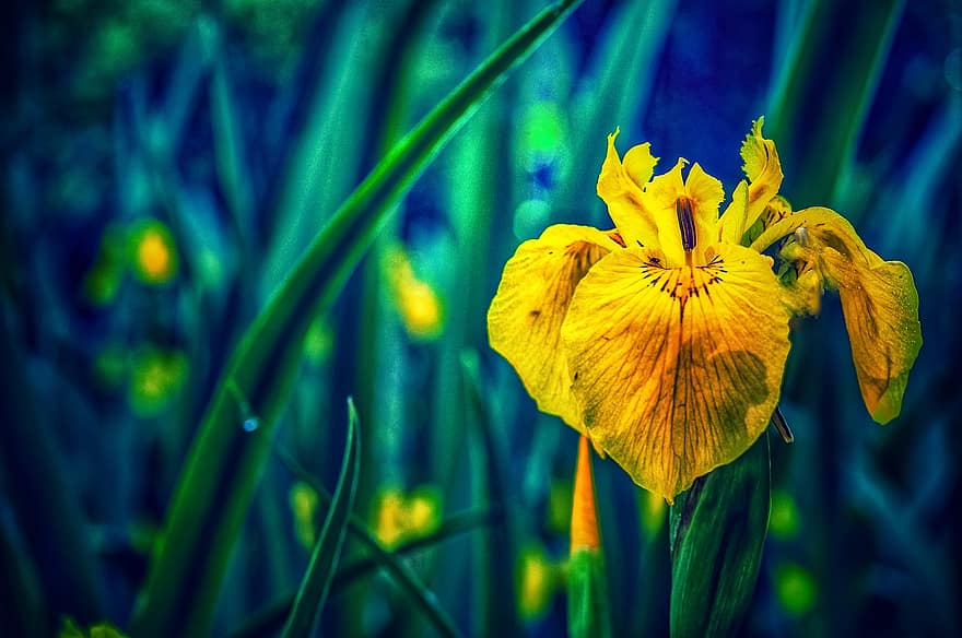 iris, fiori, fiori gialli, fioritura, fiorire, flora, natura, pianta, pianta fiorita