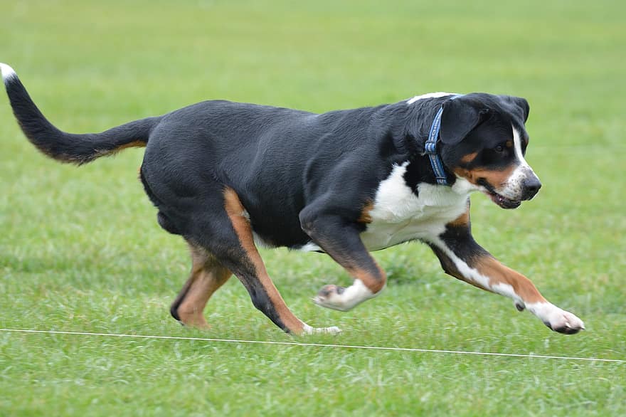mayor perro de montaña suizo, perro, correr, corriendo, juguetón, perro juguetón, raza canina, de pura raza, mascota, hierba, campo
