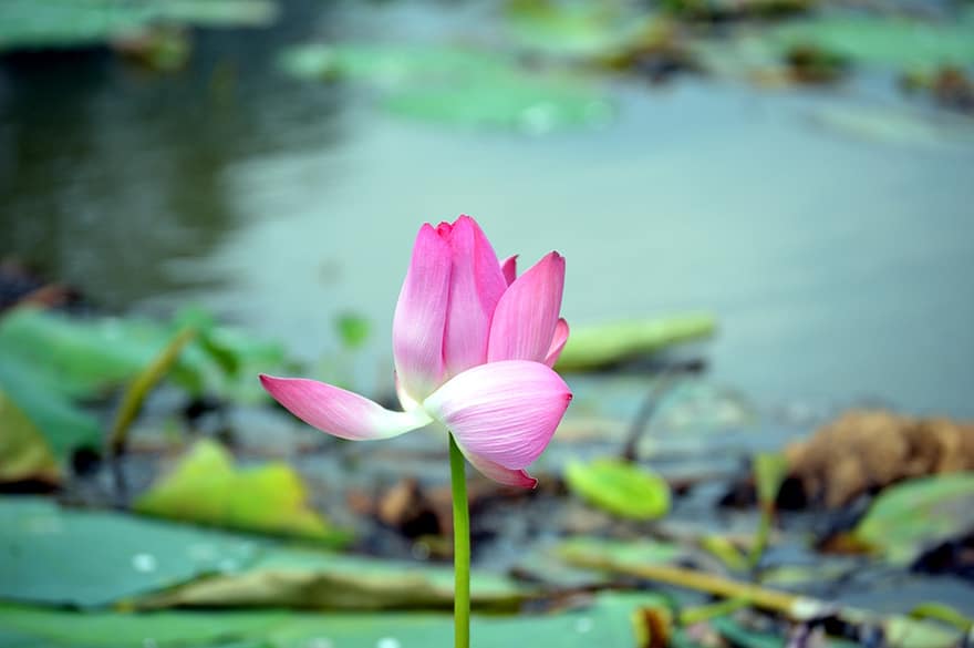 Lotus, Knospe, Blume, Blütenblätter, Seerose, pinke Blume, blühend, blühen, Pflanze, Wasserpflanze, Flora